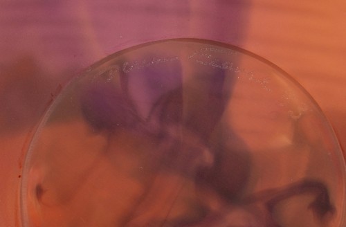 Daum France - Bowl Orchid Flower Crystal  - 