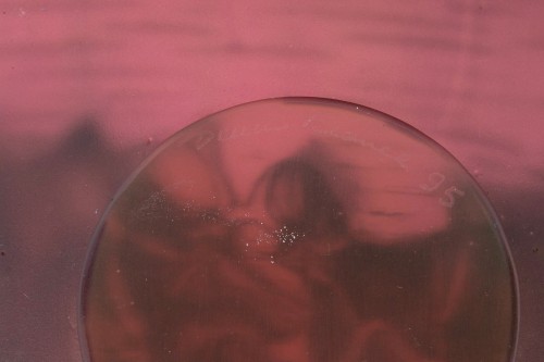 Daum France - Bowl Orchid Flower Fleur d'Orchidée Crystal - 