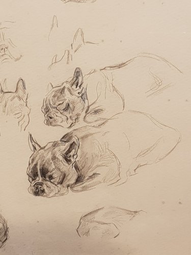 Etude de bouledogues, par Xavier de Poret (1894 - 1975) - Castellino Fine Arts