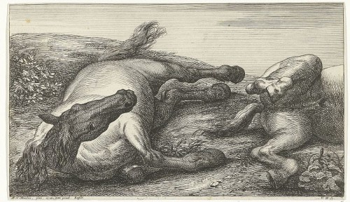 XVIIe siècle - Adam Frans van der Meulen (1632-1690) - Étude d’un cheval couché sur son flanc droit, vu de face