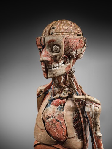 Louis Thomas Jérôme Auzoux (1797–1880) - Écorché  - Curiosities Style 