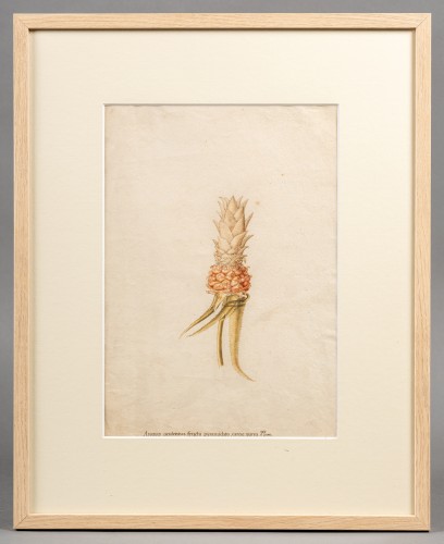 Pineapple, Germany 18th century - Paintings & Drawings Style 
