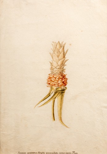 Tableaux et dessins Dessin, Aquarelle & Pastel - Ananas, Allemagne 18e siècle