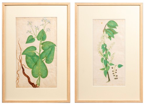 Jasmine Plant and Elderberry Plant, Italy 18th century