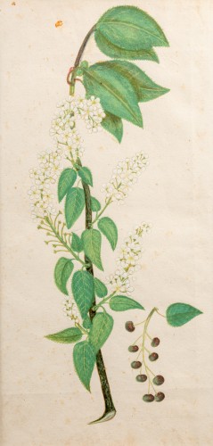 Jasmine Plant and Elderberry Plant, Italy 18th century - Paintings & Drawings Style 