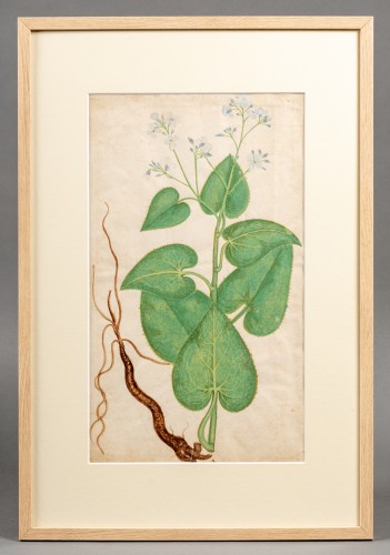 Tableaux et dessins Dessin, Aquarelle & Pastel - Plante de jasmin et de sureau, italie 18e siècle