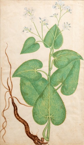 Plante de jasmin et de sureau, italie 18e siècle - 