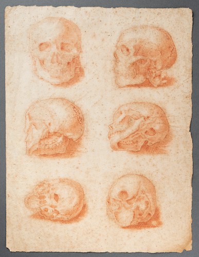 Study of a Skull in 6 views