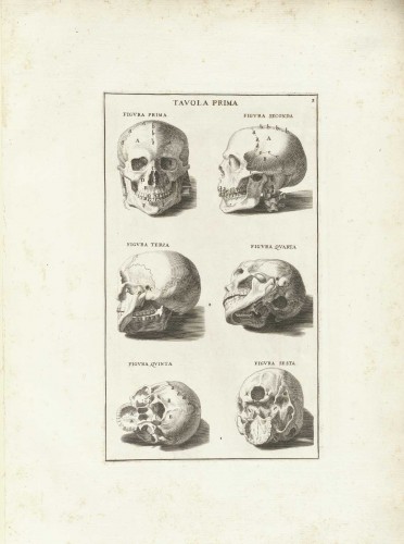  - Study of a Skull in 6 views