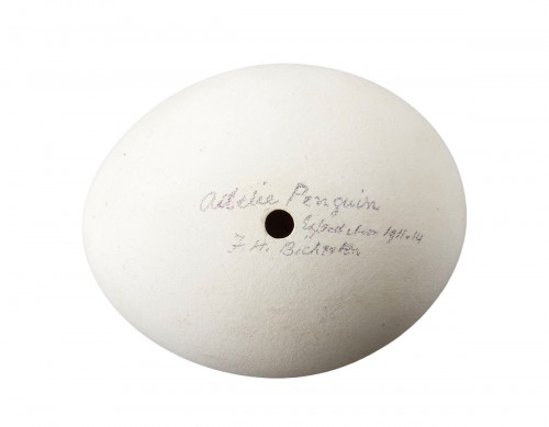 A Rare ‘Adelie’ Penguin Egg from the Australian 1911-14 Expedition 