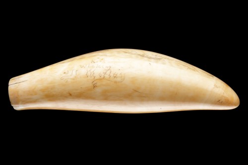 Antiquités - Pair of Matched Sailors Scrimshaw Sperm Whale Teeth 