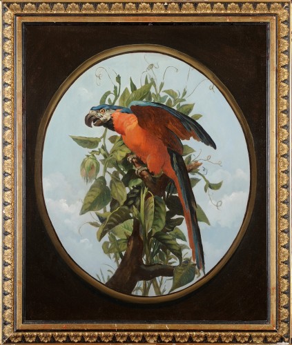 Blue macaw - French school of the 19th century, follower of Oudry 