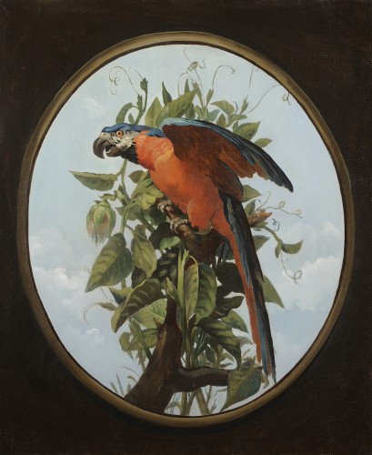 Blue macaw - French school of the 19th century, follower of Oudry  - Paintings & Drawings Style Napoléon III