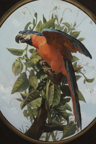 Tableaux et dessins Tableaux XIXe siècle - Ara bleu branché - École française du XIXe siècle