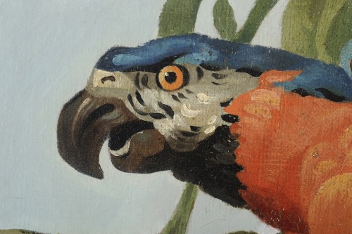 Ara bleu branché - École française du XIXe siècle - Galerie de Lardemelle