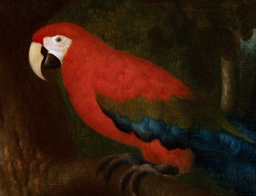 Red Macaw in a Brazilian Landscape.Albert Eckhout (c. 1607-12 – 1665) - Paintings & Drawings Style 