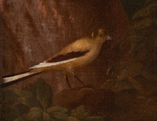 Paintings & Drawings  - Red Macaw in a Brazilian Landscape.Albert Eckhout (c. 1607-12 – 1665)