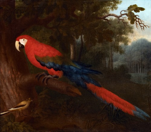 Red Macaw in a Brazilian Landscape.Albert Eckhout (c. 1607-12 – 1665) - 