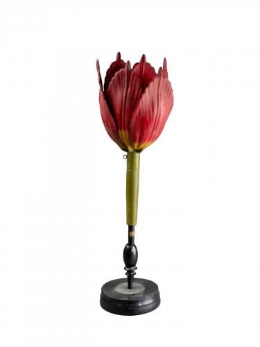 Modèle anatomique de tulipe en papier mâché début du XXe siècle