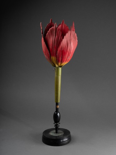 Objets de Curiosité  - Modèle anatomique de tulipe en papier mâché début du XXe siècle