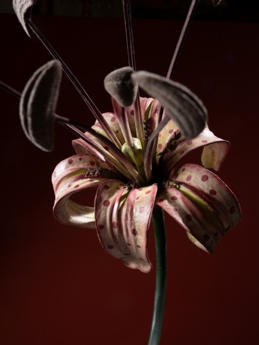 Objets de Curiosité  - Modèle anatomique d’une fleur de Lys par Brendel
