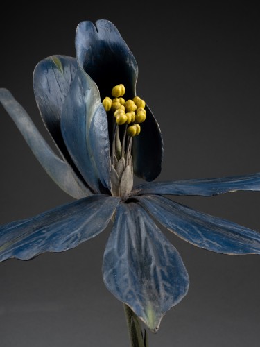 Modèle botanique de fleur de dauphinelle ou delphnium – Robert et Reinhold Brendel - Objets de Curiosité Style Art nouveau