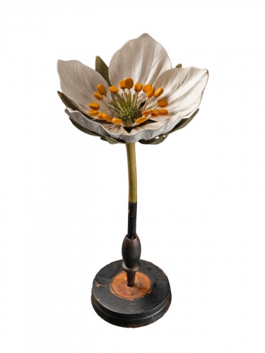 Modèle botanique d'une fleur de fraisier par R. & R. Brendel