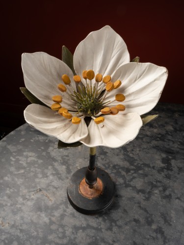 Modèle botanique d'une fleur de fraisier par R. & R. Brendel - Objets de Curiosité Style Art nouveau