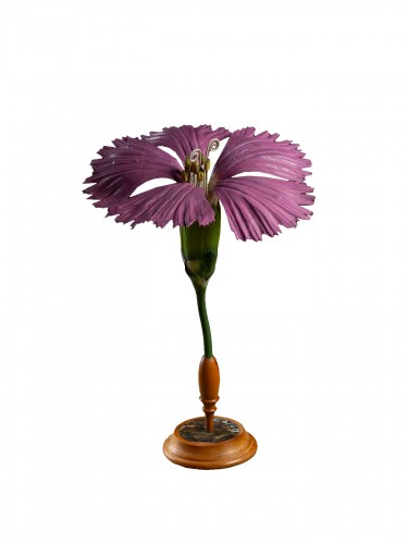 Modèle botanique d'un Œillet (Dianthus caryophyllus) par Robert Brendel