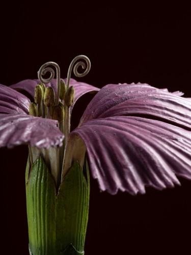 Objets de Curiosité  - Modèle botanique d'un Œillet (Dianthus caryophyllus) par Robert Brendel