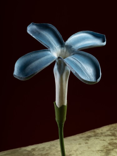 Modèle botanique d'une Fleur de Lilas (Syringa vulgaris) par Robert Brendel - Galerie Lamy Chabolle