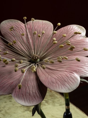 Modèle botanique d'une fleur d’Églantier (Rosa canina) par Reinhold Brendel - Objets de Curiosité Style Art nouveau