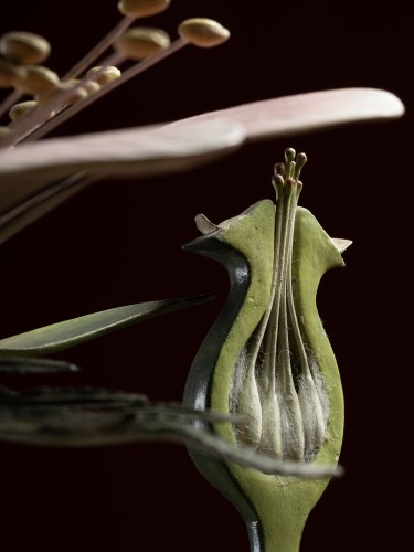 Objets de Curiosité  - Modèle botanique d'une fleur d’Églantier (Rosa canina) par Reinhold Brendel