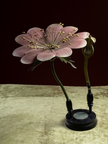 XXe siècle - Modèle botanique d'une fleur d’Églantier (Rosa canina) par Reinhold Brendel