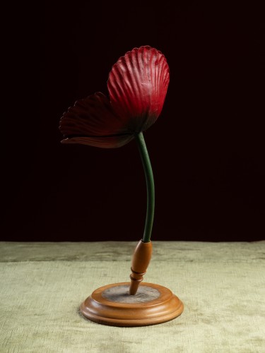 Modèle botanique d'un Coquelicot (Papaver rhoeas) par Robert Brendel - Objets de Curiosité Style 