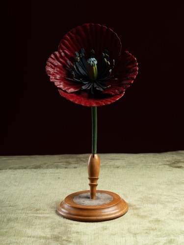 Objets de Curiosité  - Modèle botanique d'un Coquelicot (Papaver rhoeas) par Robert Brendel