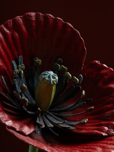 Modèle botanique d'un Coquelicot (Papaver rhoeas) par Robert Brendel - Galerie Lamy Chabolle