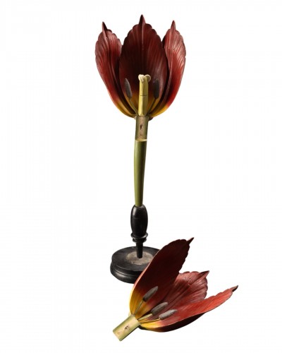 Modèle botanique d'une tulipe (Tulipa gesneriana) par Robert Brendel
