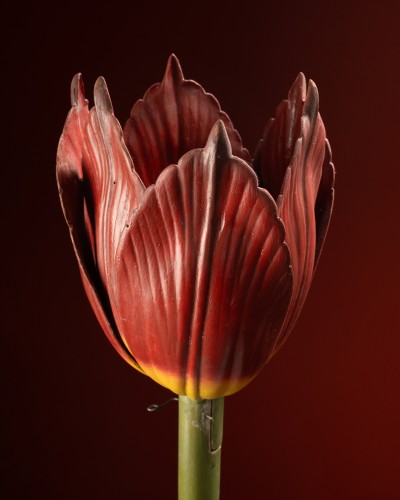 Modèle botanique d'une tulipe (Tulipa gesneriana) par Robert Brendel - Galerie Lamy Chabolle