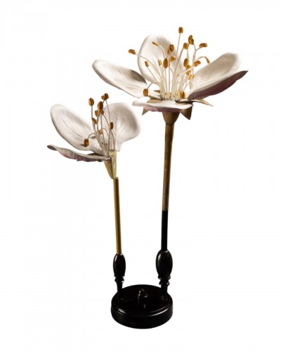Botanical model of a pear or apple blossom (Pyrus malus) by Brendel