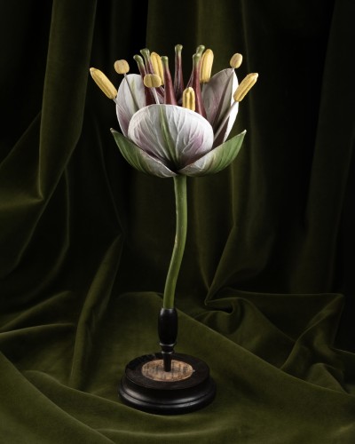 Botanical Model of a Flowering Rush (Butomus umbellatus) by Brendel - Curiosities Style 