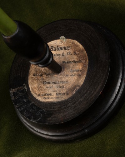 Curiosities  - Botanical Model of a Flowering Rush (Butomus umbellatus) by Brendel