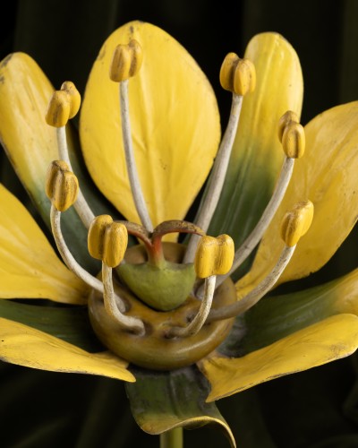 Curiosities  - Two botanical models of male and female maple flowers (Acer campestre) by B