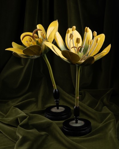 20th century - Two botanical models of male and female maple flowers (Acer campestre) by B