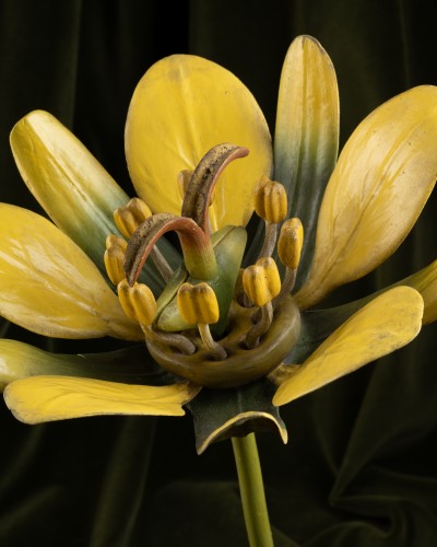 Two botanical models of male and female maple flowers (Acer campestre) by B - 