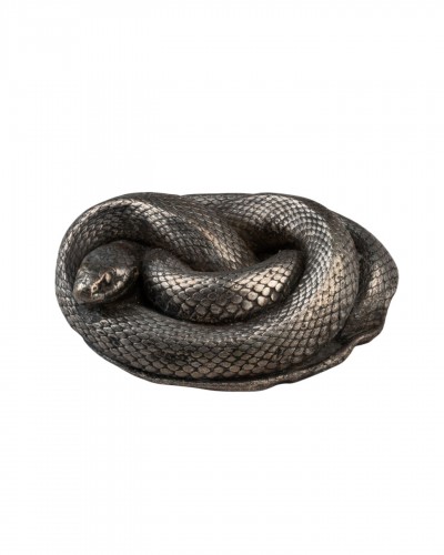 Couleuvre argentée d'après nature