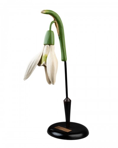 Botanical Model Of A Snowdrop (galanthus Nivalis)
