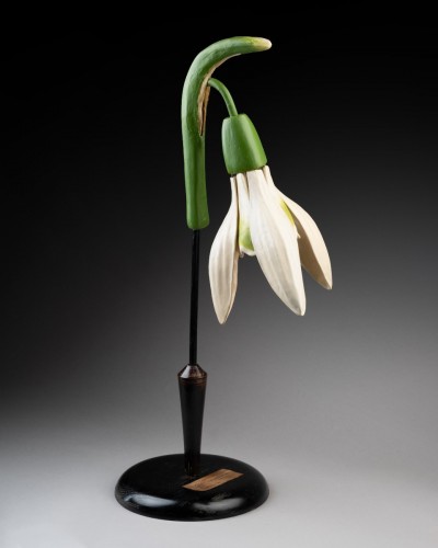 Botanical Model Of A Snowdrop (galanthus Nivalis) - Curiosities Style Art nouveau