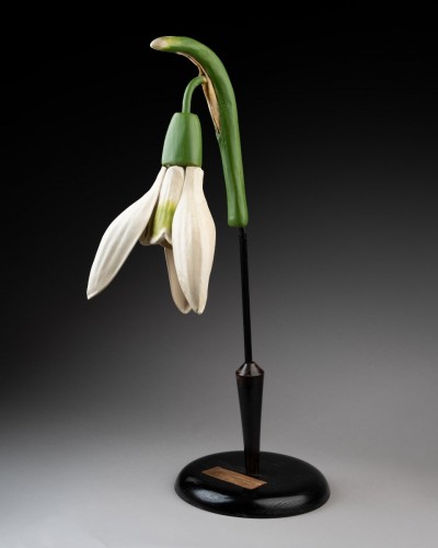 Objets de Curiosité  - Modèle botanique d'un perce-neige (Galanthus nivalis)