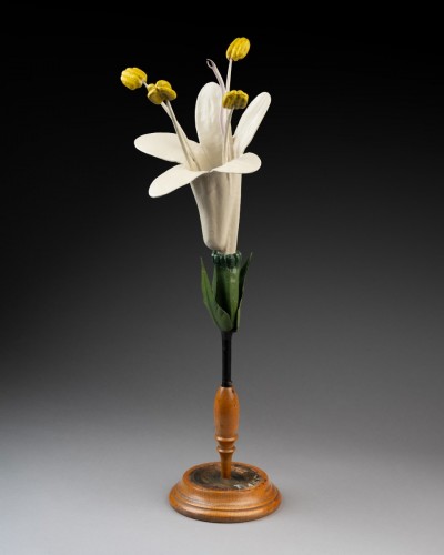 Objets de Curiosité  - Modèle botanique d'une valériane (Valeriana officinalis) par les ateliers Brendel